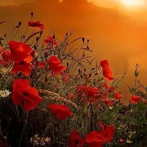 Meet your Posher, Jo